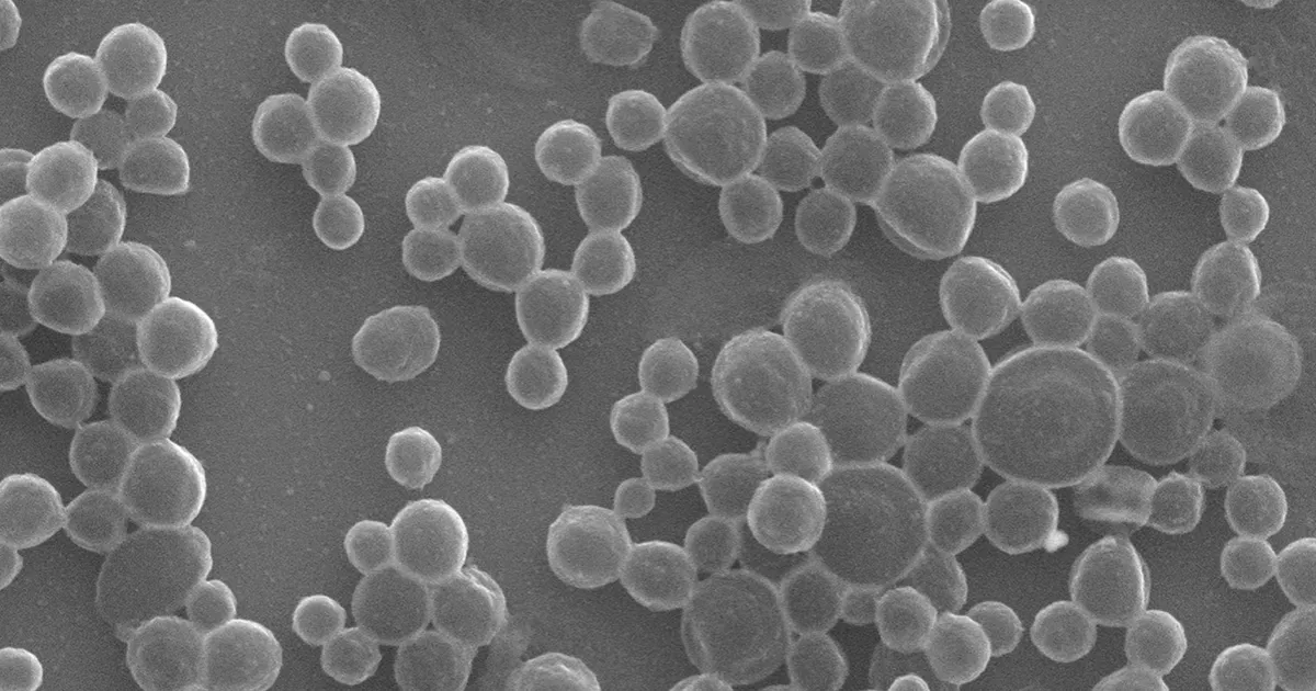 Kanserle Savaşan Mikrobaloncuk Robotlar