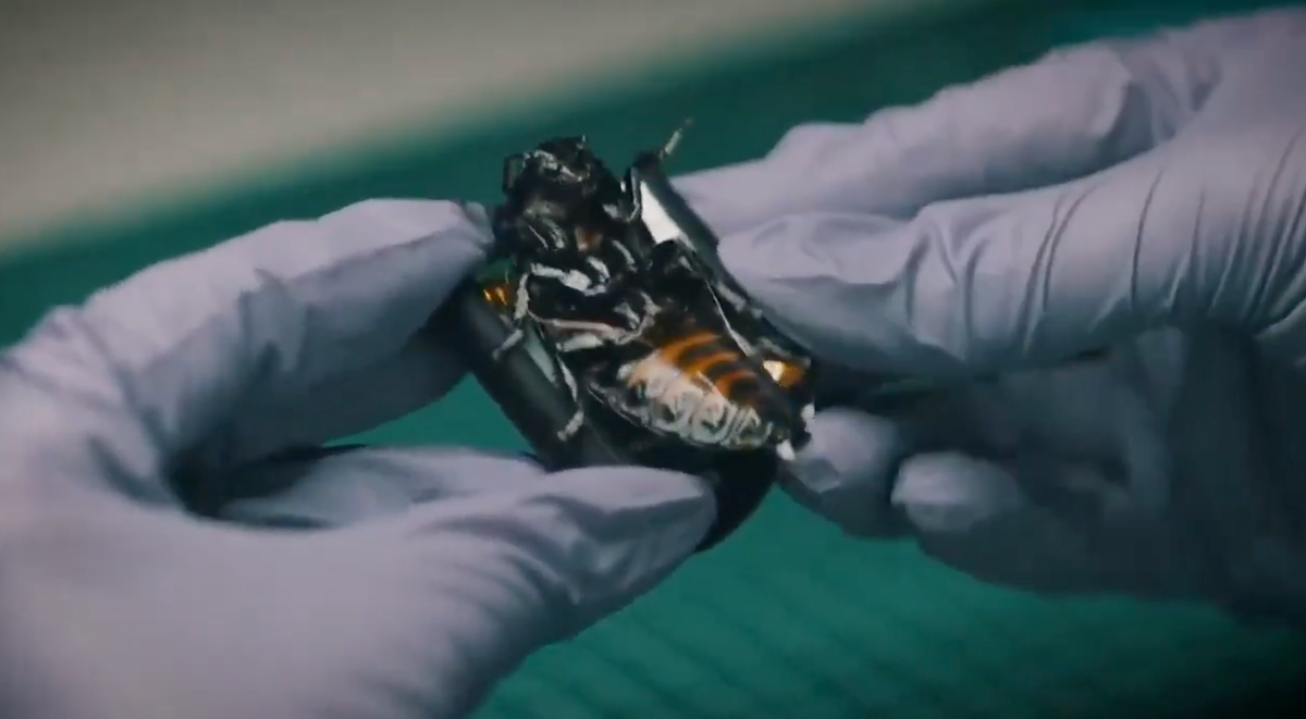 NATO Siborg Böcek Kullanıyor