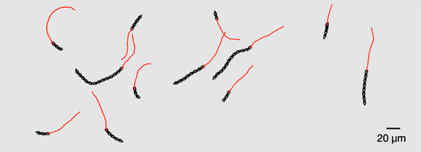 Beyinsiz Ama Zeki: Bu Robotlar Hayvan Gibi Yüzüyor